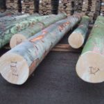 GOOD GRADE BEECH LOGS